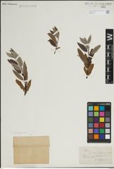 Foto von Salix lapponum L.